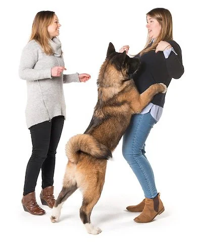 How do i 2024 stop my dog